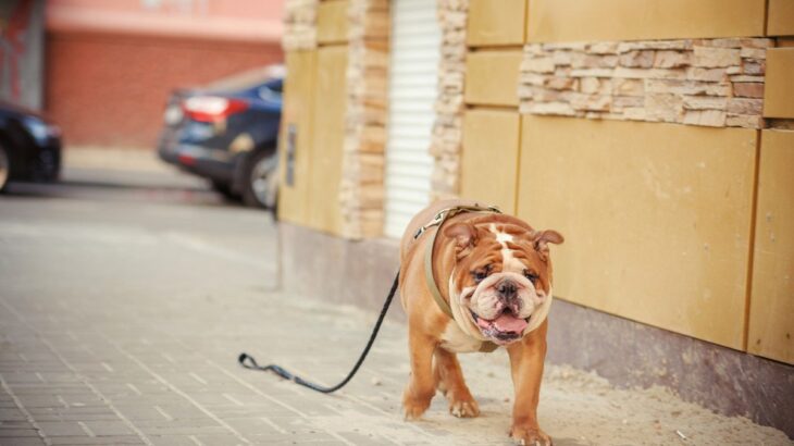 愛犬が迷子になった時にしてはいけないこと3つ　飼い主が取るべき行動から備えておきたい対策まで解説(ブログ)