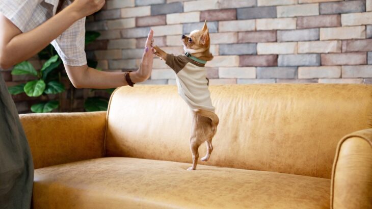愛犬を『洋服好き』にするための3つのステップ　犬にとって洋服をポジティブなものにしよう！(ブログ)