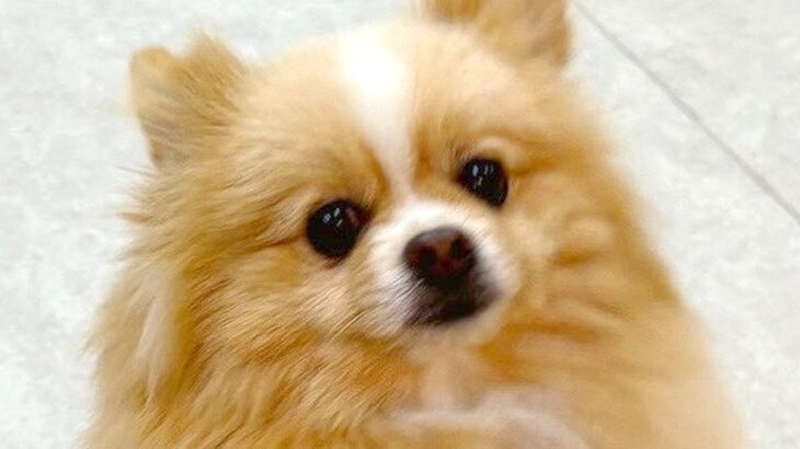 『犬の幼稚園』から連絡→愛犬の写真が送られてきたと思ったら…まさかの『人のような姿』に4万いいね「二足歩行ｗ」「めっちゃアザラシで草」と爆笑(ブログ)