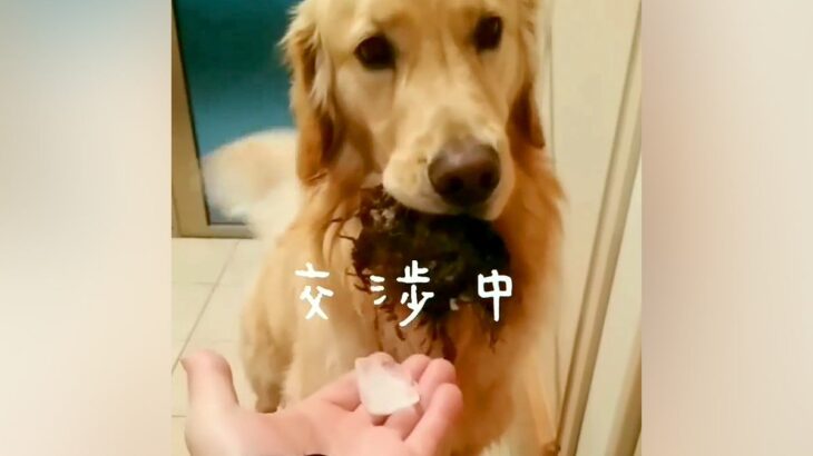 『戦利品を家に持って入りたい大型犬』と『絶対に離してほしい飼い主』によるコントのような攻防戦が41万再生「なんで里芋ｗ」「笑った」(ブログ)