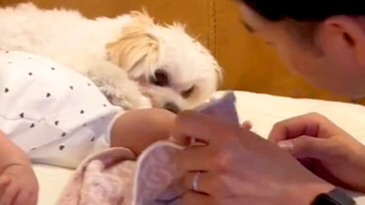 お父さんが赤ちゃんのお世話をしていたら、隣にいた犬が…あまりにも尊い『必死に守ろうとする光景』が話題　指一本触れさせない攻防にほっこり(ブログ)