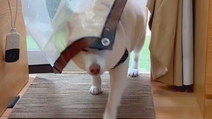 おじいちゃんとおばあちゃんが遊びに来た→犬が大慌てでお迎えして…あまりにも平和な『素敵すぎるやり取り』が71万再生「取り合い可愛いｗ」(ブログ)