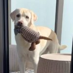 ベランダでぬいぐるみを見つけた大型犬→取って戻ってくるかと思いきや…まさかの『部屋に戻れない理由』が123万再生「空間認知能力ｗ」(ブログ)