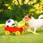 犬にとって『超危険なおもちゃ』5選　絶対与えてはいけない理由や普段からすべき対策まで(ブログ)