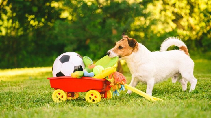 犬にとって『超危険なおもちゃ』5選　絶対与えてはいけない理由や普段からすべき対策まで(ブログ)