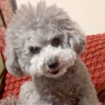 おばあちゃんに唸る犬→『ママに言うから』と伝えた結果…まさかの『完全に言葉を理解している行動』が20万再生「子供と一緒ｗ」と爆笑の声(ブログ)