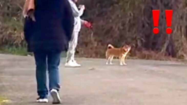 犬の散歩中、突然『大好きな人が現れるドッキリ』を仕掛けた結果→可愛すぎる結末が16万再生「気付くの早っｗ」「目キラキラ」(ブログ)