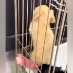 赤ちゃん犬から少し目を離した結果→水飲み容器の中で…想定外な光景と尊い反応が63万再生「ヤバッ！って顔ｗ」「ジャストフィットで草」(ブログ)