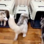 3匹のハスキー犬を同時にハウスさせようとした結果…コントのような『終わりが見えない光景』が13万再生「まさに大渋滞ｗ」「可愛すぎ」と絶賛(ブログ)