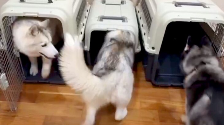 3匹のハスキー犬を同時にハウスさせようとした結果…コントのような『終わりが見えない光景』が13万再生「まさに大渋滞ｗ」「可愛すぎ」と絶賛(ブログ)