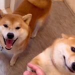 家に帰って『ただいま』と言ったら、犬が歓迎してくれて…まさかの『おかえりを言う光景』が162万再生「絶対言ってる」「最高の笑顔」と悶絶(ブログ)