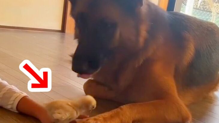 強面の大型犬が『小さなヒヨコ』と触れ合った結果…思っているのと違う『まさかの反応』が28万再生「優しくて賢い」「可愛すぎるｗ」と絶賛の声(ブログ)