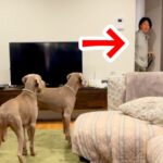 お散歩嫌いの大型犬兄弟→飼い主が『リードを持っていることに気付いた』瞬間…想定外すぎる展開が10万再生「散ったｗ」「面白過ぎ」と爆笑(ブログ)