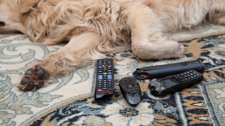 犬の飼い主が経験する『困りごと』4つ　愛犬との生活は大変なことも多い？対処法までご紹介(ブログ)