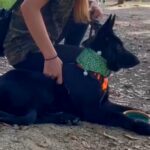 ドッグランで遊び方がわからず、全く動かなかった大型犬…想像もできなかった『現在の光景』に感動の声「走ってる姿に泣けた」と23万再生(ブログ)