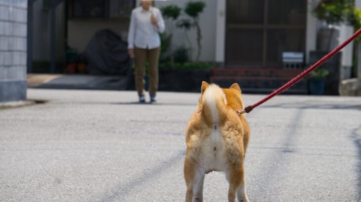 散歩中に犬が他人を気にしてしまう4つの理由　気にする原因から起こり得るトラブルまで(ブログ)