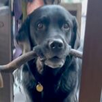 大きな枝を発見した大型犬→家に運ぼうとしたら、なかなか入らずに…奮闘する光景と『まさかの結末』に「考えていて賢い」「結局かーいｗ」と反響(ブログ)