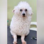 実家にいる『毛が伸びた犬』をトリミングした結果…衝撃的な『まさかのビフォーアフター』が34万再生「遭遇したら絶対笑う」「可愛いｗｗ」(ブログ)
