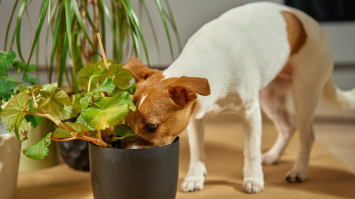 犬にとって危険な『6つの観葉植物』万が一、誤食してしまったときの症状とは(ブログ)