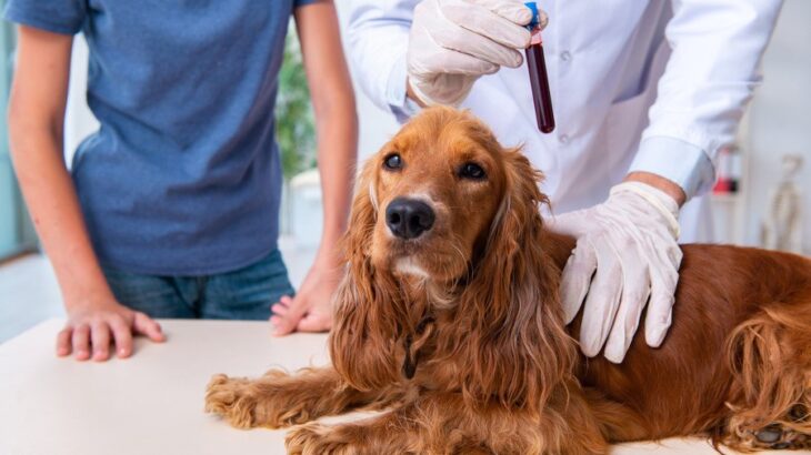 犬における健康診断の重要性について｜推奨年齢や頻度、検査内容まで【獣医が解説】(ブログ)