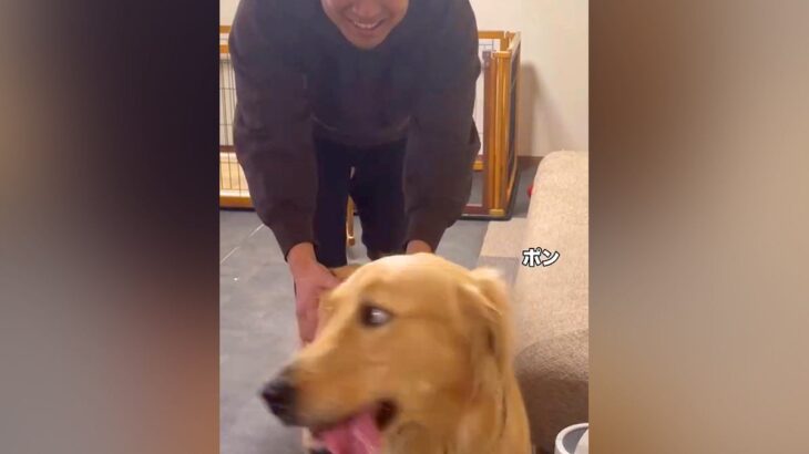 帰省した兄が『突然背後から現れた』結果、大型犬が…サプライズで見せた『尊すぎる反応』が13万再生「嬉しいのが伝わる」「なんか泣けた」(ブログ)