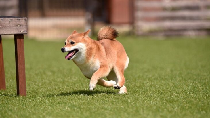 犬が興奮しているときの行動5つ　飼い主がしてはいけない対応や落ち着かせる対処法を解説(ブログ)