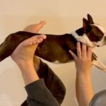 深夜、酔っ払って帰ってきた夫→犬に絡みだして…面倒くさそうに『付き合ってあげる光景』が90万再生「困惑の顔ｗ」「ヨガかと思った」爆笑の声(ブログ)