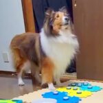 『会話ボタン』でパパに話しかける犬→まさかの『告げ口をする光景』が賢すぎると27万再生「天才！？ｗ」「パパちょろいの分かってて草」(ブログ)