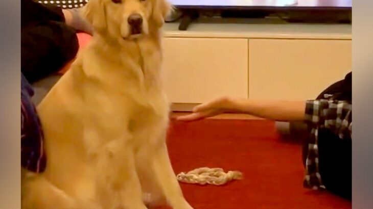 ストレッチをしていたら、隣にいた大型犬が…まさかの『勘違いで迷惑そうにする光景』が7万再生「報酬は大事よね」「健気で可愛い」と絶賛(ブログ)