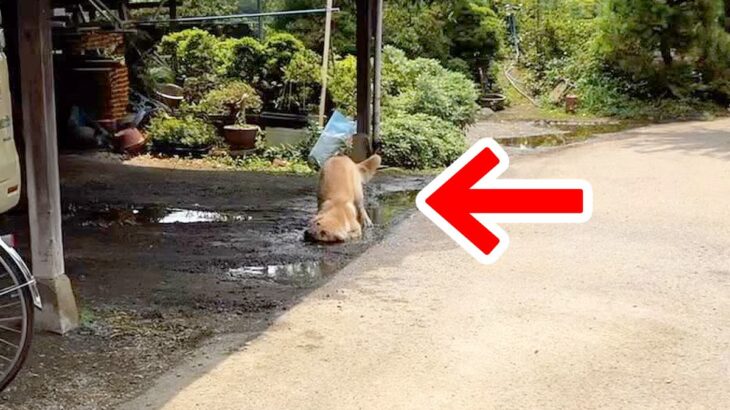 大型犬から少しだけ目を離した結果…もはや笑うしかない『まさかの悲劇』が19万再生「楽しそうで何よりｗ」「嬉しそうで怒れない」労いの言葉も(ブログ)