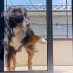 ベランダに出た大型犬→窓を開けているのに何故か入ってこず…まさかの行動が69万再生「開いてるの草」「迎えに来て欲しいのねｗ」と絶賛(ブログ)