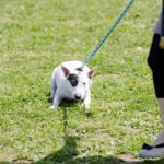 犬が実は辛いと感じている『NG行為』7選　飼い主の行動で愛犬との関係性が壊れることも…(ブログ)