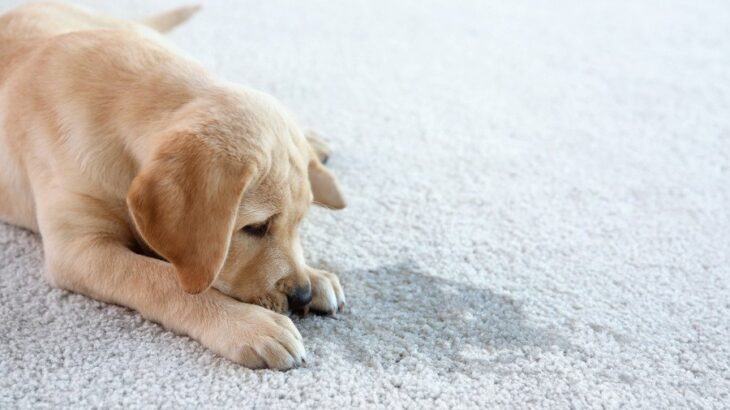 犬が『トイレを失敗してしまう』5つの理由　成功させるためのベストな解決策とは？(ブログ)
