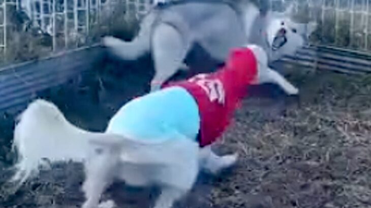 ビビりなハスキー犬が囲まれてしまった結果→予想外の『スーパーヒーローが登場する光景』に絶賛「駆けつけた姿にキュンとした」と21万再生(ブログ)