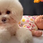 赤ちゃんが『犬と一緒に暮らした』結果…あまりにも尊い『兄妹愛を感じる光景』に涙が出ると270万再生「心打たれた」「素敵なお兄ちゃん」(ブログ)