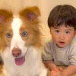２歳の男の子と犬が『おもちゃ探しゲーム』をしたら→ずっと見ていたい『自由すぎる光景』が13万再生「ないねぇにニヤけた」「赤ちゃん語最高」(ブログ)