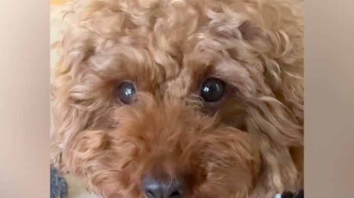 すぐにブチギレる『激怒症候群の犬』→家族全員で努力した結果…４年後、信じられない『現在の光景』が泣けると64万再生「感動」「愛感じる」(ブログ)