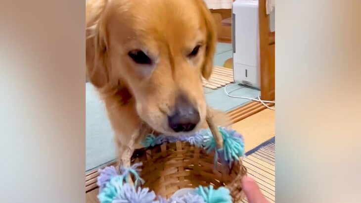 『ビールを持ってきて』と大型犬にお願いした結果→まるで人間のような『まさかの行動』が38万再生「賢すぎて言葉も出ない」「愛おしい」(ブログ)