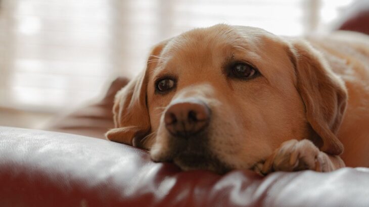 犬が『大嫌いな人』にみせる行動5選　嫌いサインを出している愛犬にどう接したらいいの？(ブログ)