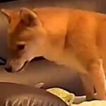 留守番中の犬をカメラで覗いてみた結果→想像もできなかった『まさかの行動』が272万表示の反響「伸びてるｗ」「ハードな腕立てで草」と爆笑(ブログ)