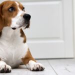 犬がトイレやお風呂の前で『出待ちする』心理5選　飼い主から離れたがらない理由や対処法まで(ブログ)