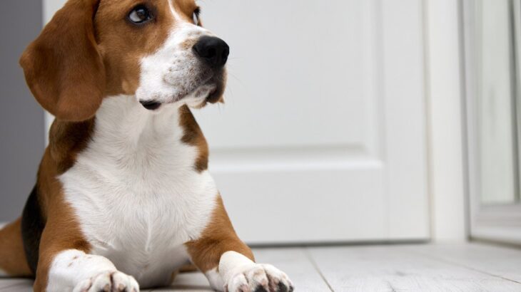 犬がトイレやお風呂の前で『出待ちする』心理5選　飼い主から離れたがらない理由や対処法まで(ブログ)
