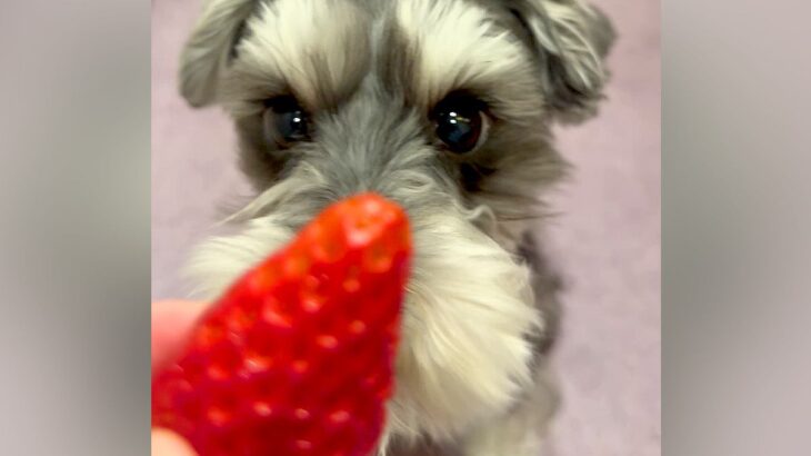 マテをする犬に『よし』ではなく『よしださん』と言ってみた結果…想像以上にお利口さんな光景が29万再生「口が可愛すぎるｗ」「目キラキラ」(ブログ)