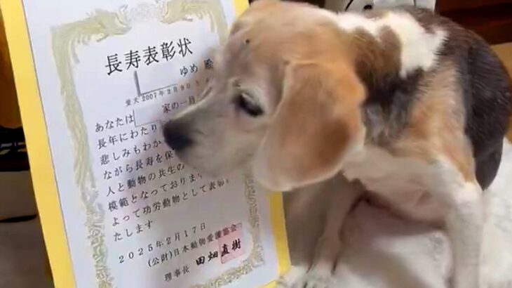 18歳を迎えたおばあちゃん犬→『長寿表彰』された結果…あまりにも素敵な『お祝いの光景』に「大切にされてるの伝わる」と1万いいね集まる(ブログ)