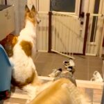 溺愛する小型犬の帰りを待つ大型犬→一本の連絡があり…絶対に言えない『帰ってこない理由』が80万再生「後ろ姿から心配が伝わるｗ」と爆笑(ブログ)