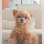 『おばあちゃんが来ます』と犬に伝えた結果→まさかの『ドタバタハプニング』が面白すぎると382万再生「可愛くて笑えたｗ」「嬉しさ伝わる」(ブログ)