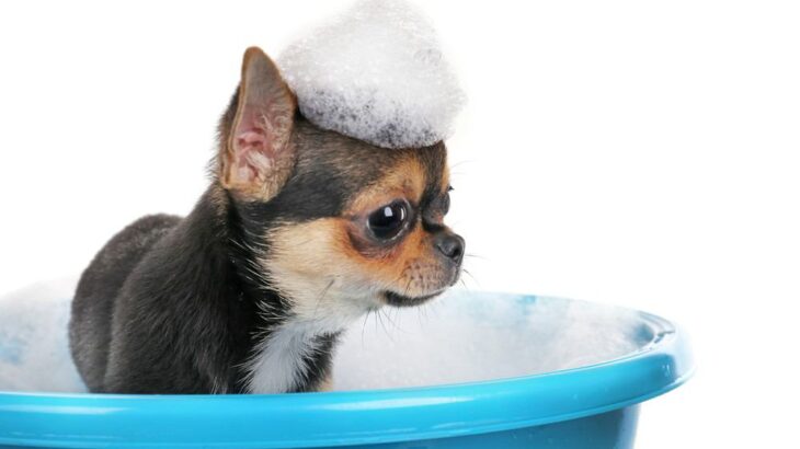 小さな犬のシャンプーは5分が理想！？プロが解説する『時短シャンプーのススメ』(ブログ)