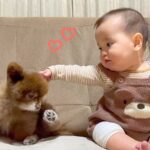 ソファでくつろぐ0歳の赤ちゃんと犬→あまりにも尊い『穏やかな時間』に悶絶の声「まるでお人形とぬいぐるみ」「可愛すぎて時が止まった」と反響(ブログ)