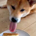 食パンを食べていたら、犬が近づいてきて空気を…『まさかの光景』が130万表示「ギリギリを攻めてて草」「食欲に抗えないの好きｗ」と絶賛も(ブログ)