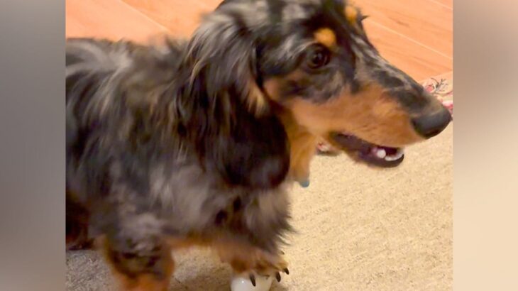 ご飯を待ちきれない犬→呼び出しボタンを使って…思った以上に『文句を言いまくる光景』に爆笑「想像以上の連打ｗ」「許せるカスハラ」と5万再生(ブログ)